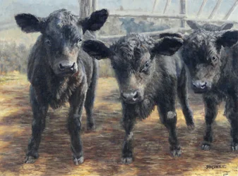 Curieux veaux noirs