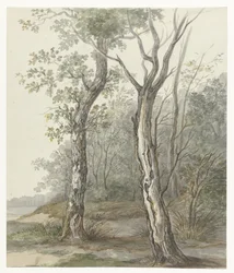 Paysage forestier
