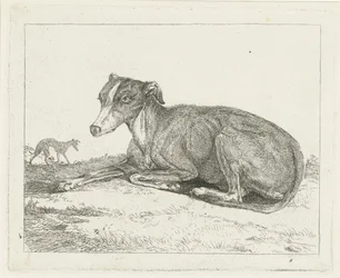 Lévriers