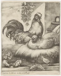Coq et poule