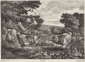 Poules combattantes