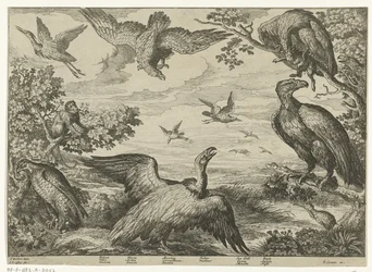 Différents oiseaux et un singe