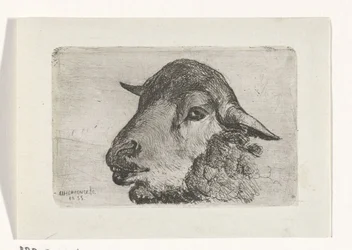 Tête de mouton