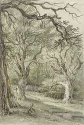 Vue de forêt