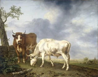 Les bœufs dans le pré