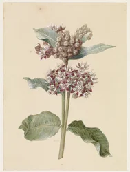 Asclepias en fleurs