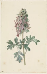 Corydalis bulbosa en fleurs