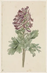 Corydale bulbeuse en fleur