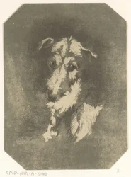 Tête de lévrier