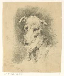 Tête de lévrier