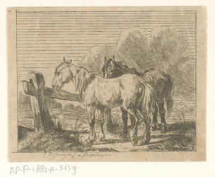 Prairie avec deux chevaux
