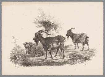 Deux chèvres et un mouton près d