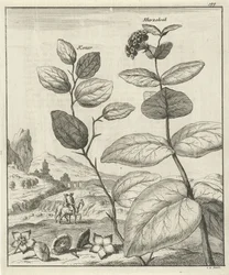 Illustration de deux plantes persanes