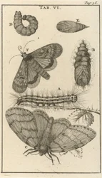 Chenilles, chrysalides et papillons VI