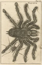 Araignées XVII
