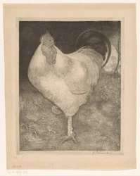 Coq sur une patte