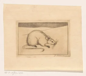 Souris