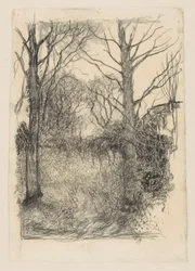 Lisière de forêt