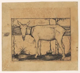 Chèvre au bord du fossé