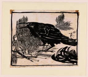 Corbeau criant, vers la gauche