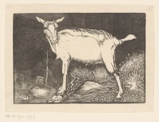 Chèvre blanche