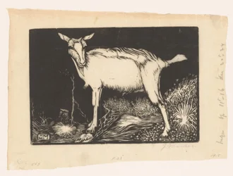 Chèvre blanche