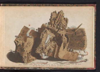 Parties de pieux endommagées par des tarets, 1731