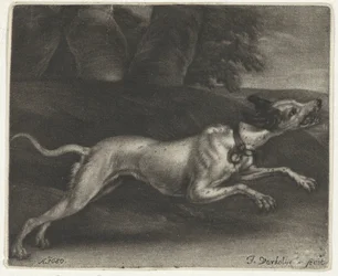 Chien courant