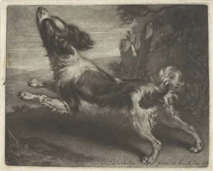 Chien courant, peut-être un épagneul