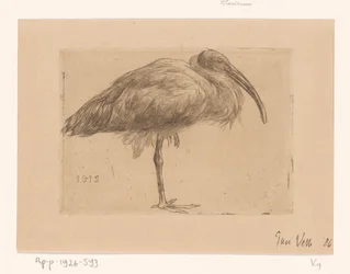 Ibis
