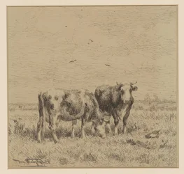 Deux vaches dans un pré