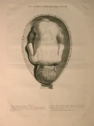 Albinus, Utérus, Pl. III, illustration de 
