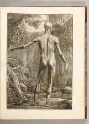 Gravure représentant les groupes musculaires du dos, 1747