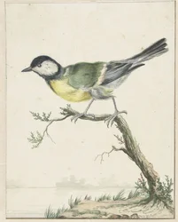 Mésange