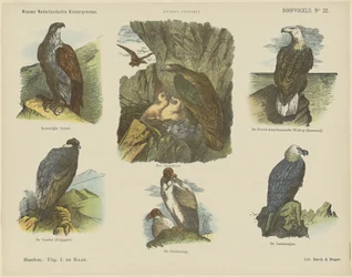 Oiseaux de proie (titre sur l