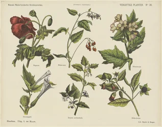Plantes vénéneuses