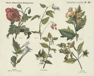 Plantes vénéneuses, Nouvelles gravures néerlandaises pour enfants (titre de la série sur l