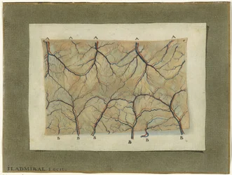 Étude anatomique du système vasculaire
