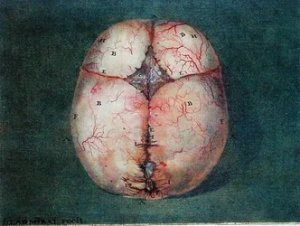 Le cerveau, de 