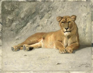 Lionne au repos