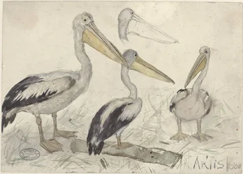 Pélicans au zoo d