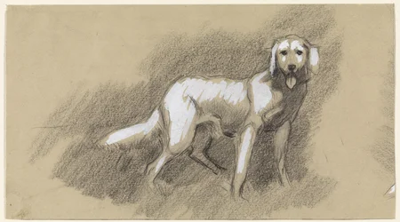 Chien debout