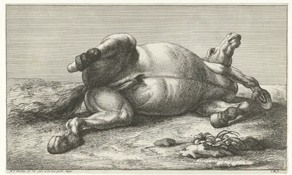 Cheval mort couché sur le côté gauche