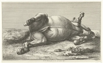 Cheval mort couché sur le côté gauche