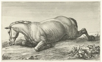 Cheval mort couché sur le ventre