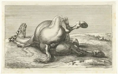 Cheval mort vu de dos