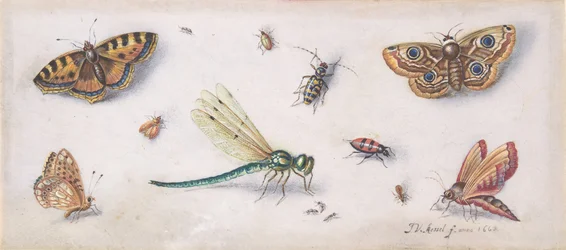 Insectes, papillons et une libellule