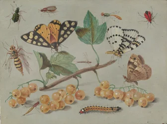 Étude de papillon et d