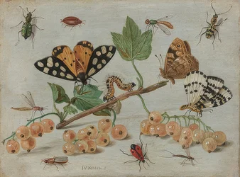 Insectes et fruits
