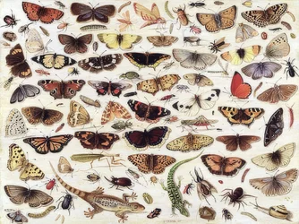 Étude de papillons et autres insectes. 1657